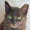 Vivi Katze Miglena